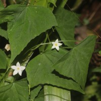 Zehneria thwaitesii (Schweinf.) C.Jeffrey